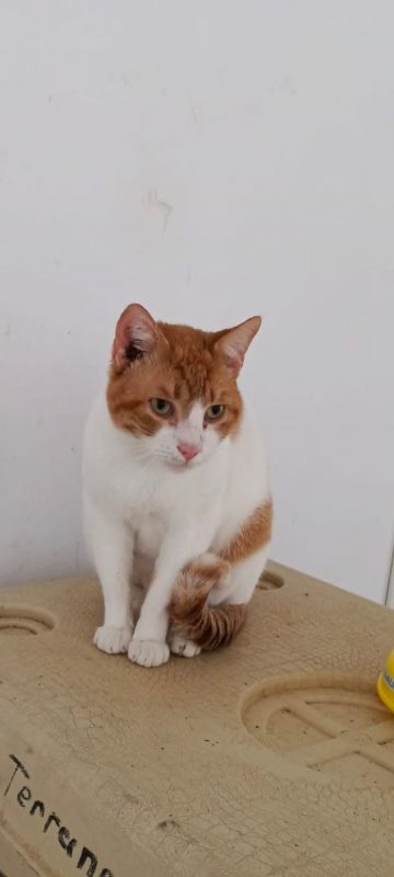 Oscar (roux et blanc) - Chat à adopter