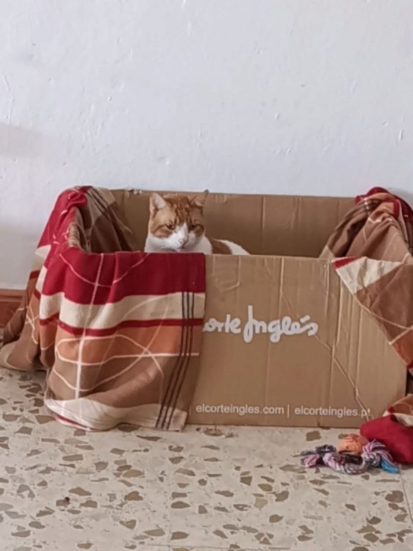 Oscar (roux et blanc) - Chat à adopter - photo 2