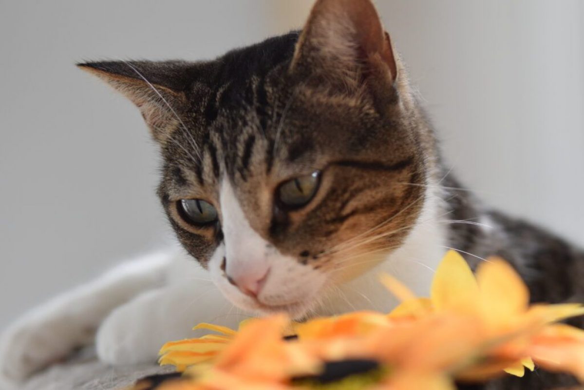 Cuarzo - Chat à adopter - photo 4