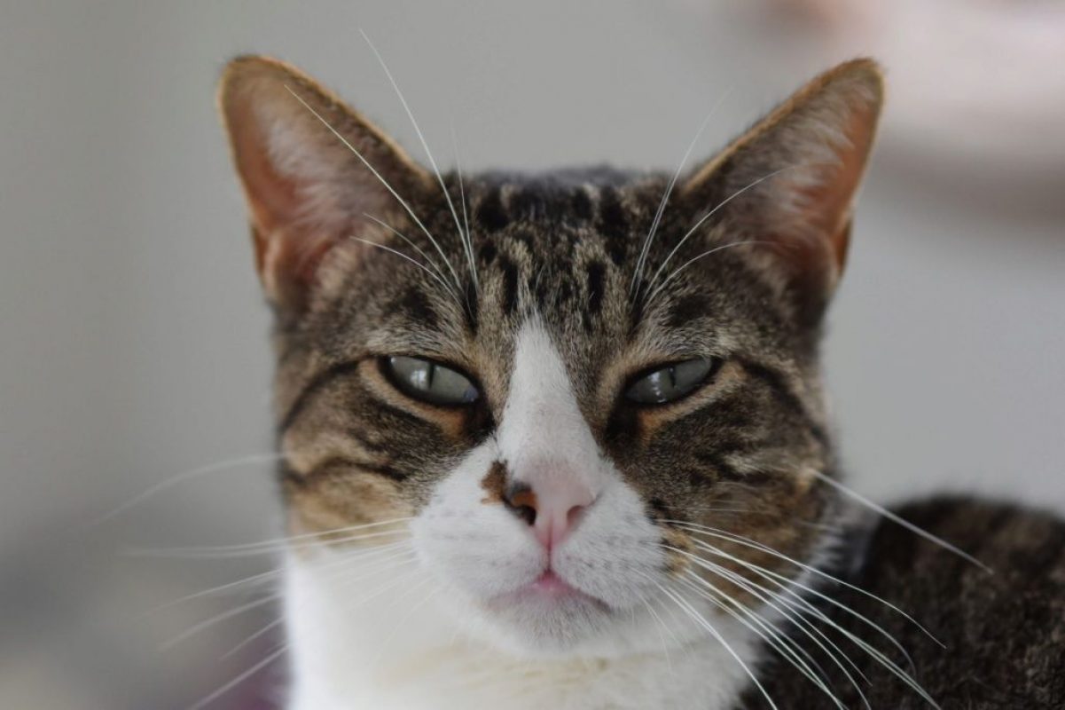 Cuarzo - Chat à adopter