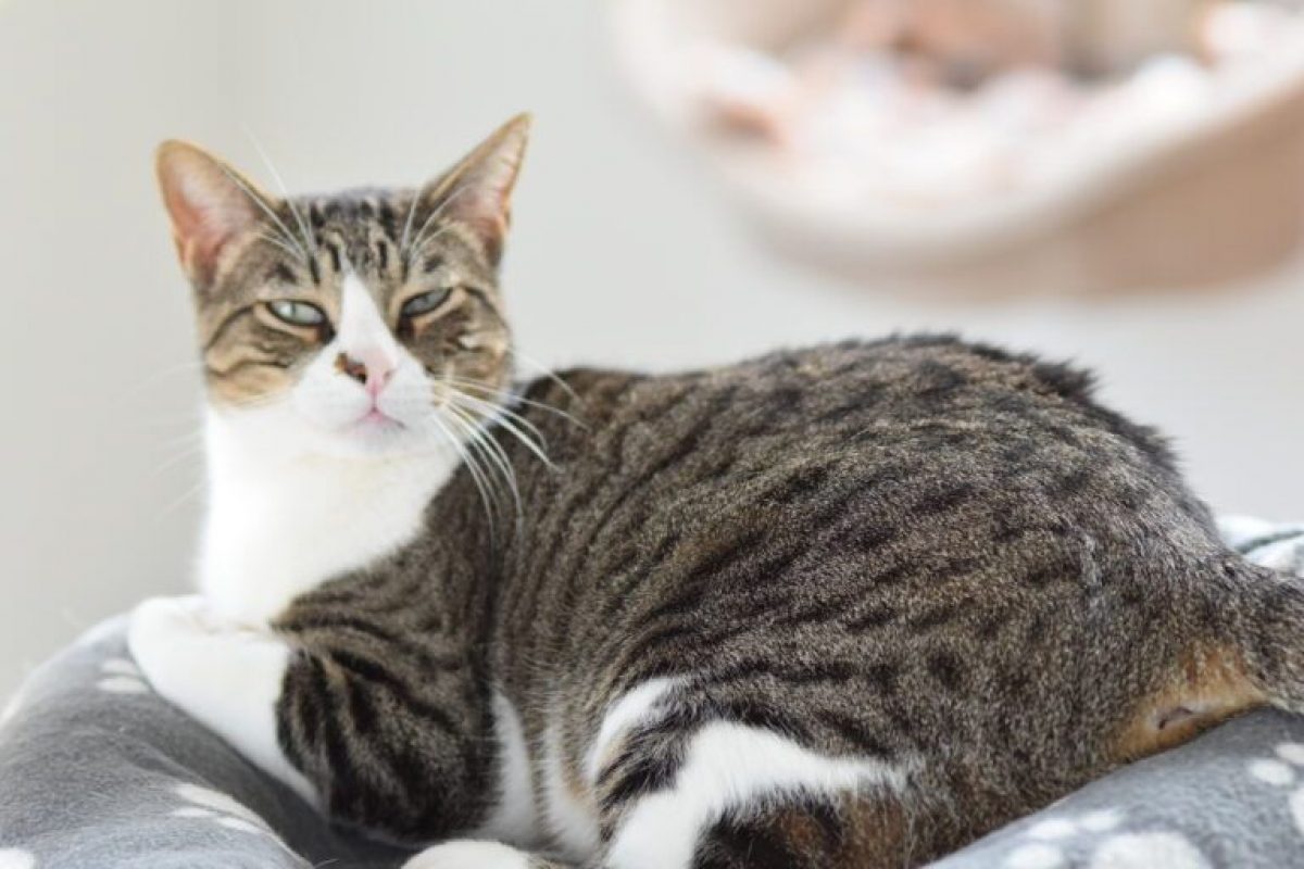 Cuarzo - Chat à adopter - photo 2