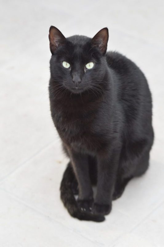 Morgan - Chat à adopter
