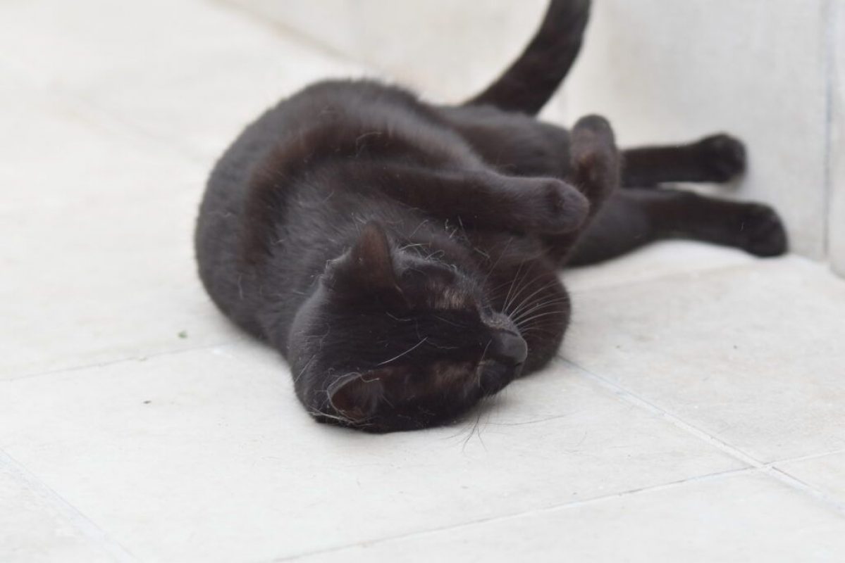 Morgan - Chat à adopter - photo 2
