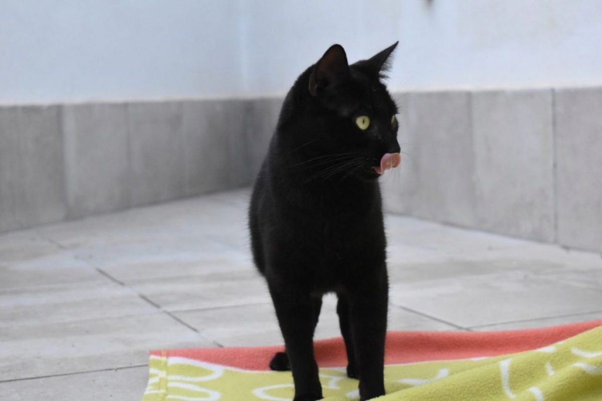 Morgan - Chat à adopter - photo 4