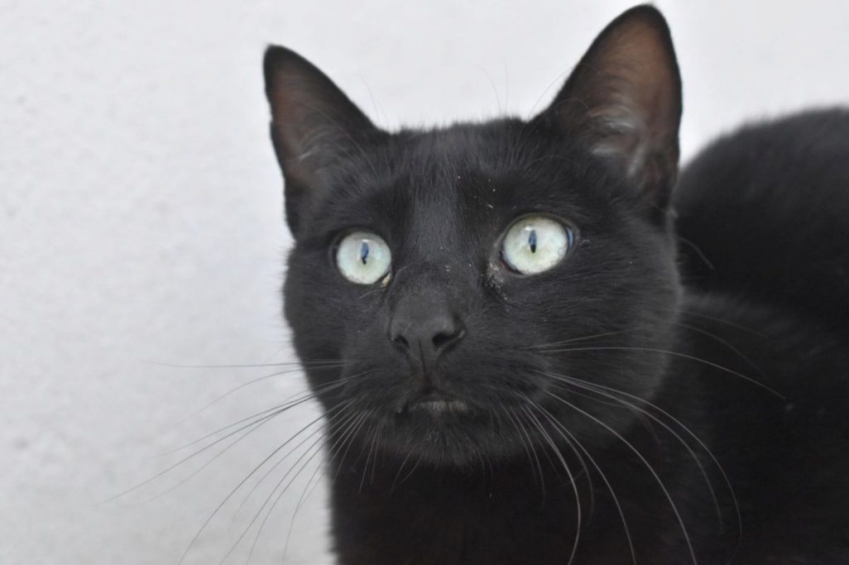 Morgan - Chat à adopter - photo 6