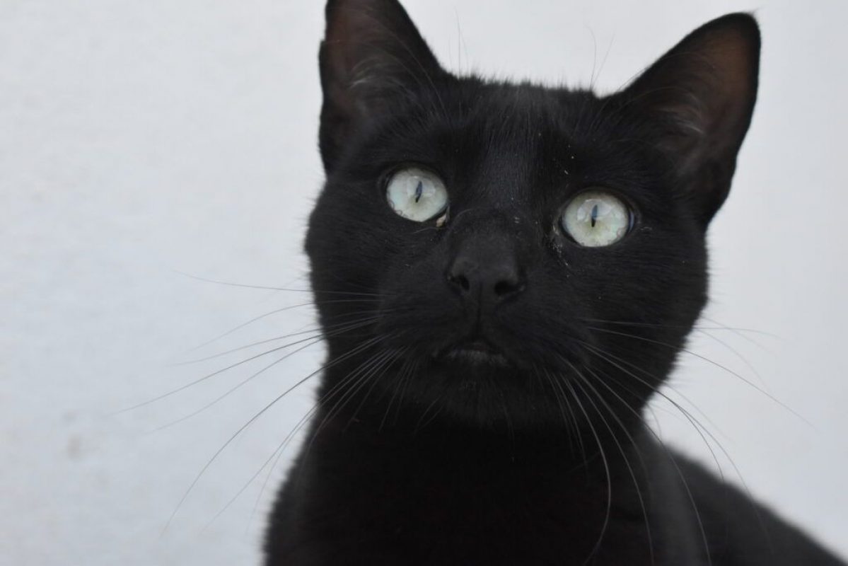 Morgan - Chat à adopter - photo 3