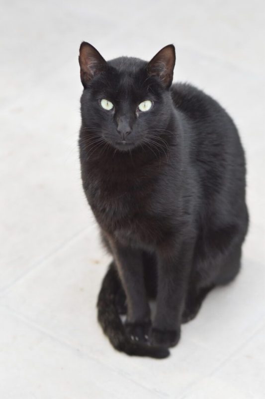 Morgan - Chat à adopter - photo 5