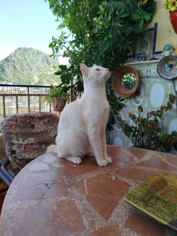Lau - Chat à adopter - photo 4