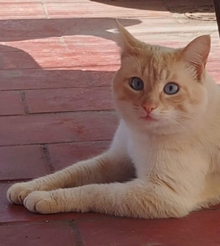Lau - Chat à adopter