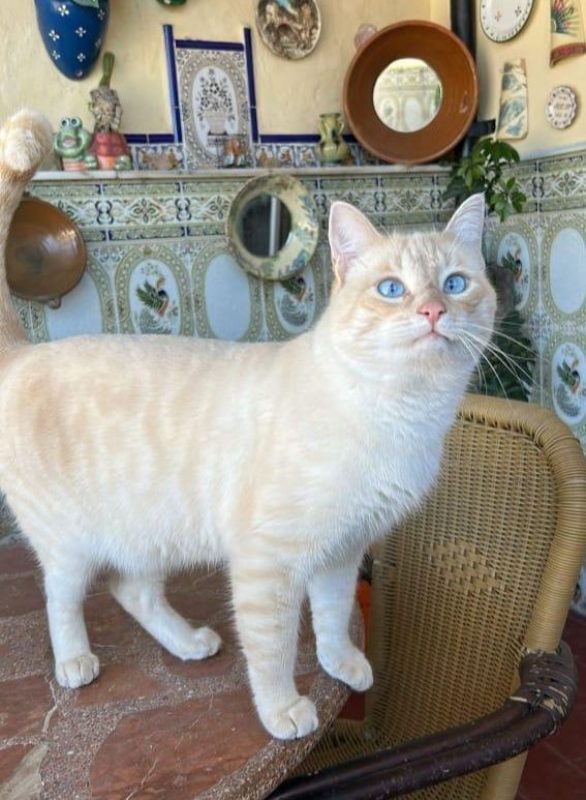 Lau - Chat à adopter - photo 2