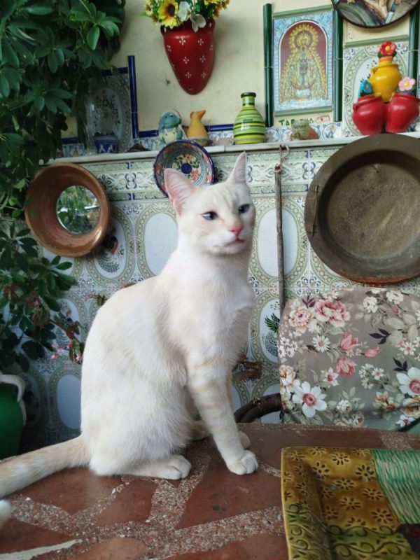 Lau - Chat à adopter - photo 3