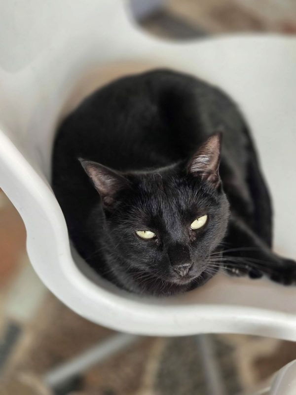 Coco - Chat à adopter - photo 4