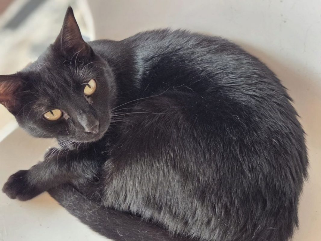 Coco - Chat à adopter - photo 3