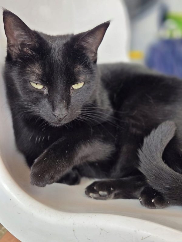 Coco - Chat à adopter