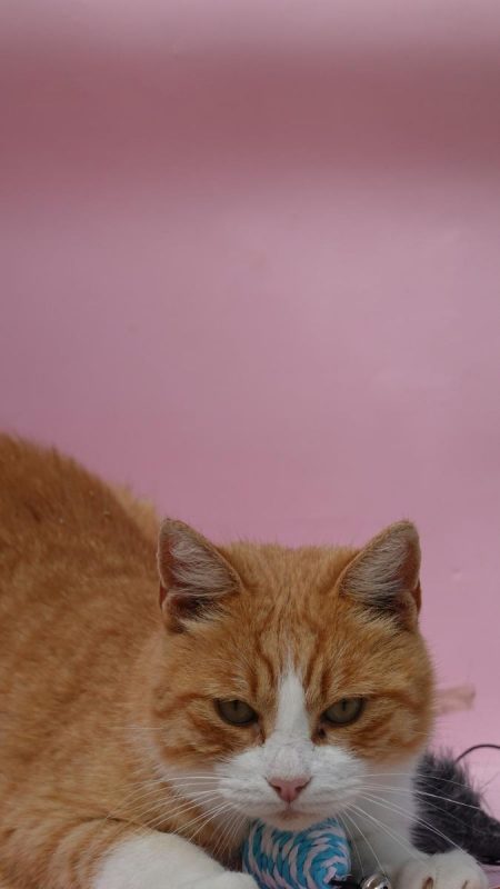 Jero - Chat à adopter - photo 4