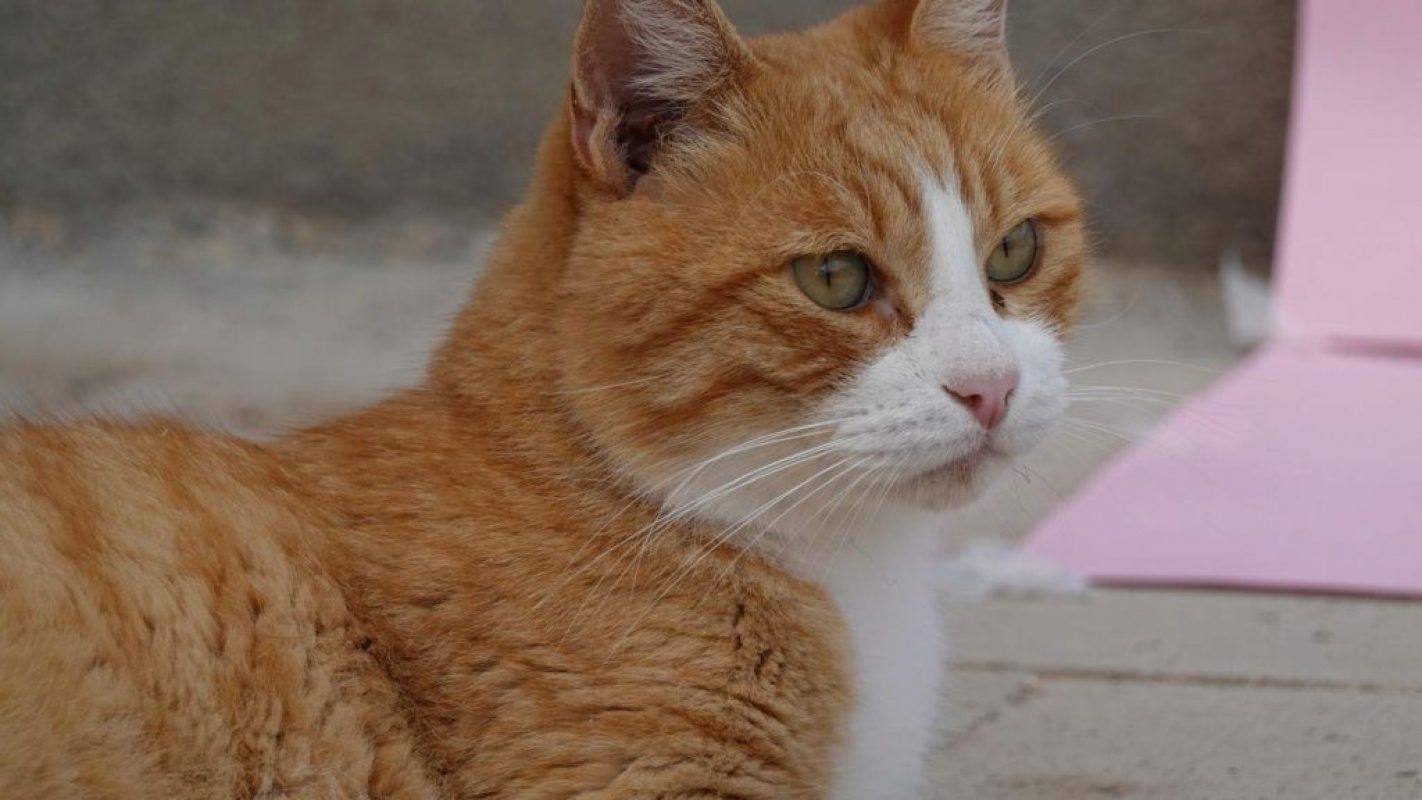 Jero - Chat à adopter - photo 5