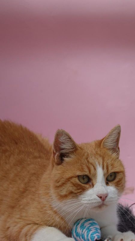 Jero - Chat à adopter - photo 2