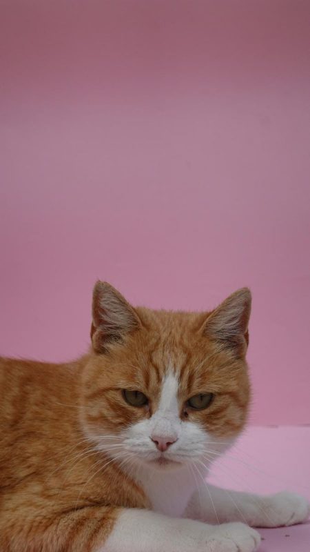 Jero - Chat à adopter - photo 7