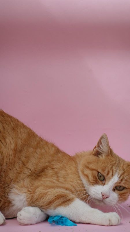 Jero - Chat à adopter - photo 6