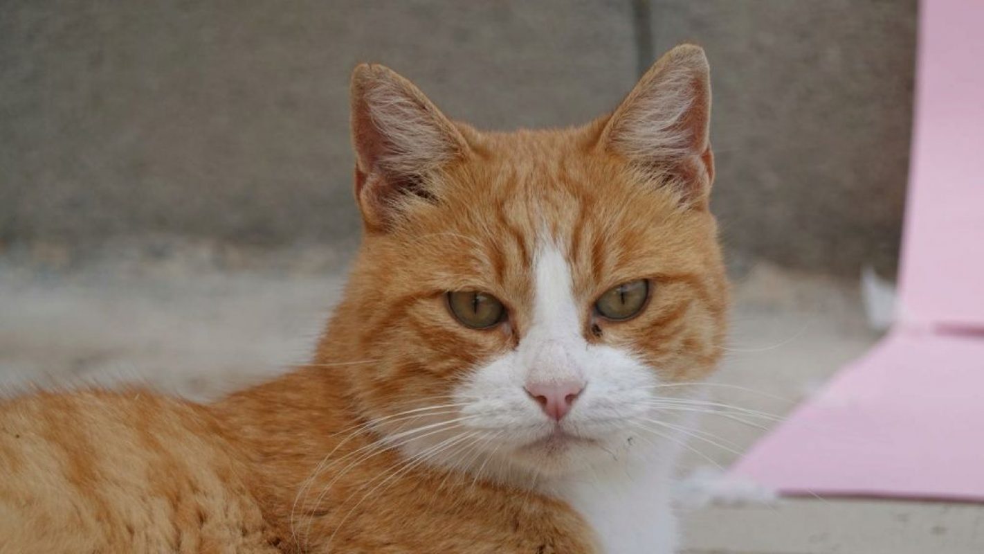 Jero - Chat à adopter