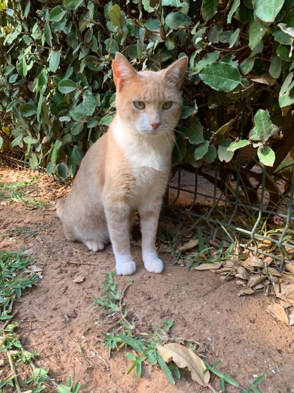 Dean - Chat à adopter