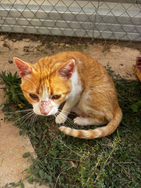 Edu - Chat à adopter - photo 3