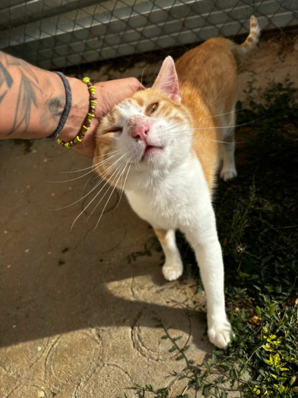 Edu - Chat à adopter - photo 4