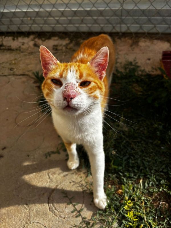 Edu - Chat à adopter - photo 5