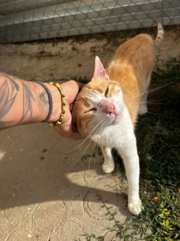Edu - Chat à adopter