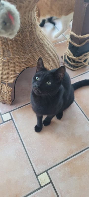 Vampi - Chat à adopter - photo 3