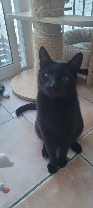 Vampi - Chat à adopter