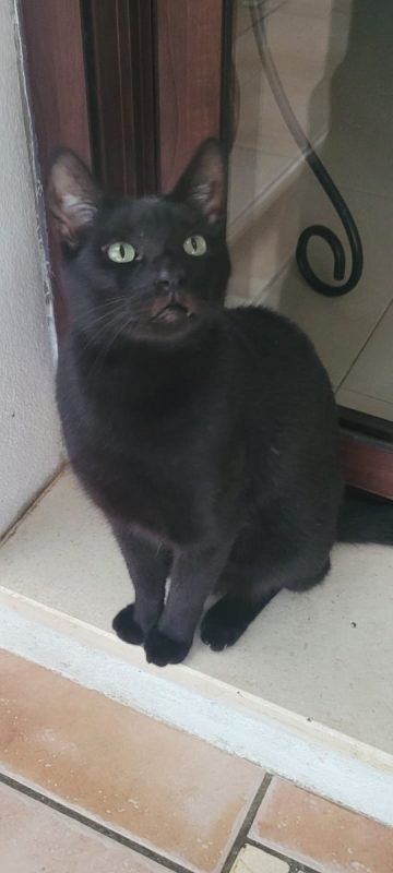 Vampi - Chat à adopter - photo 2