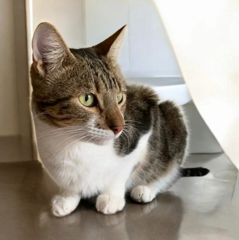 Mike - Chat à adopter - photo 2
