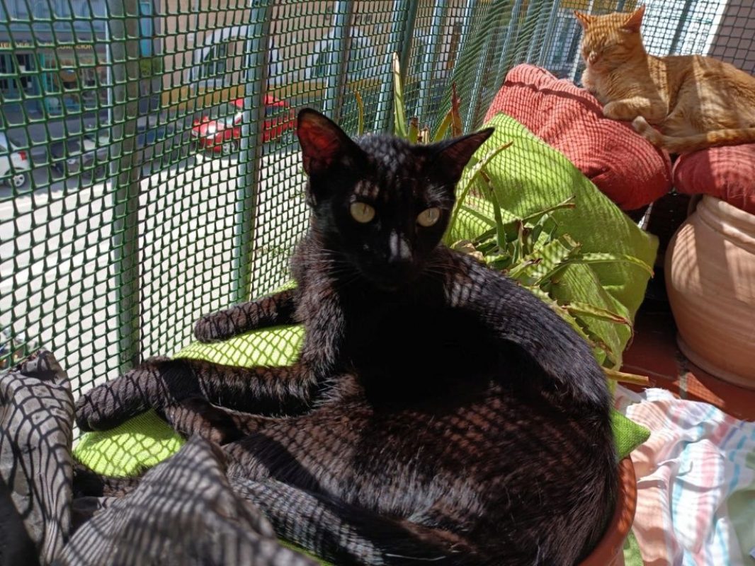 Stoker - Chat à adopter - photo 4