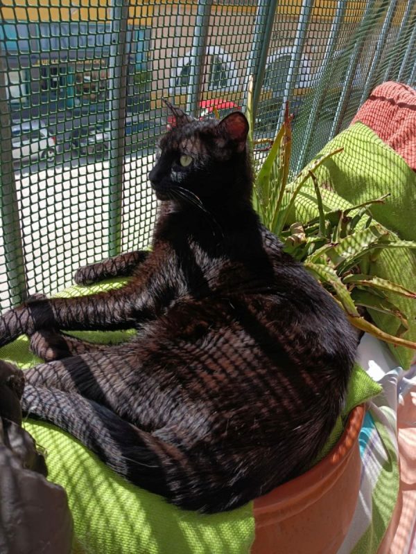 Stoker - Chat à adopter - photo 5