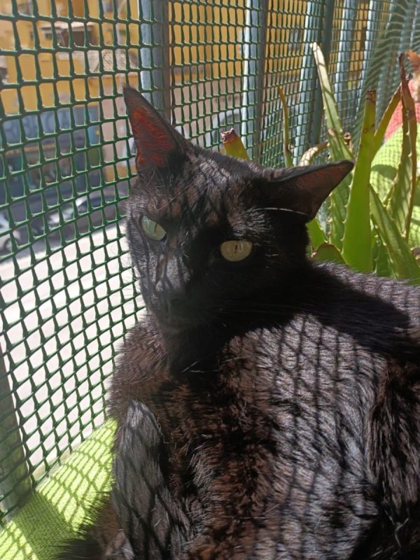 Stoker - Chat à adopter - photo 3