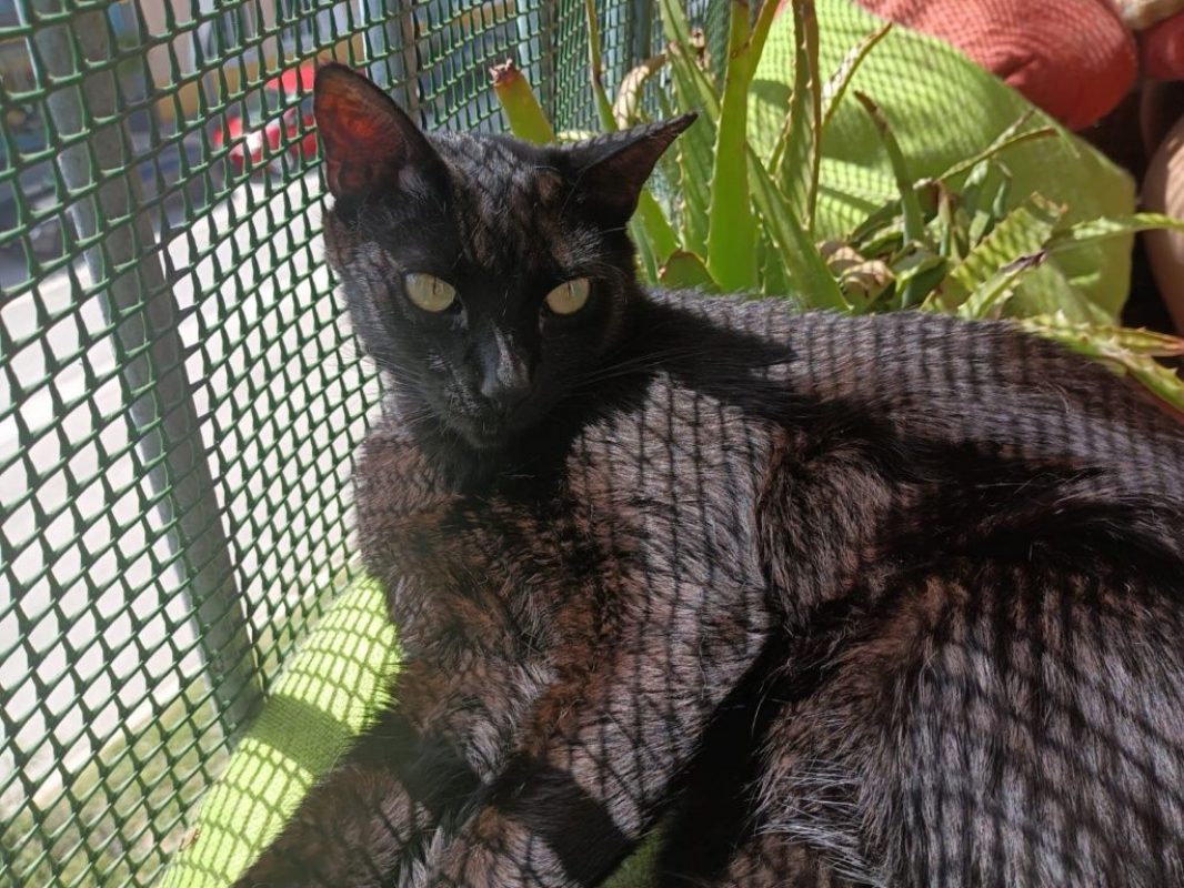 Stoker - Chat à adopter - photo 7
