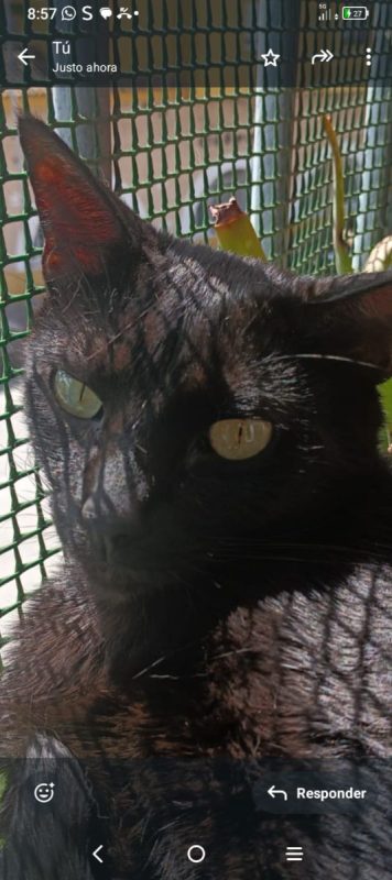 Stoker - Chat à adopter