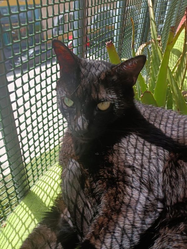 Stoker - Chat à adopter - photo 6