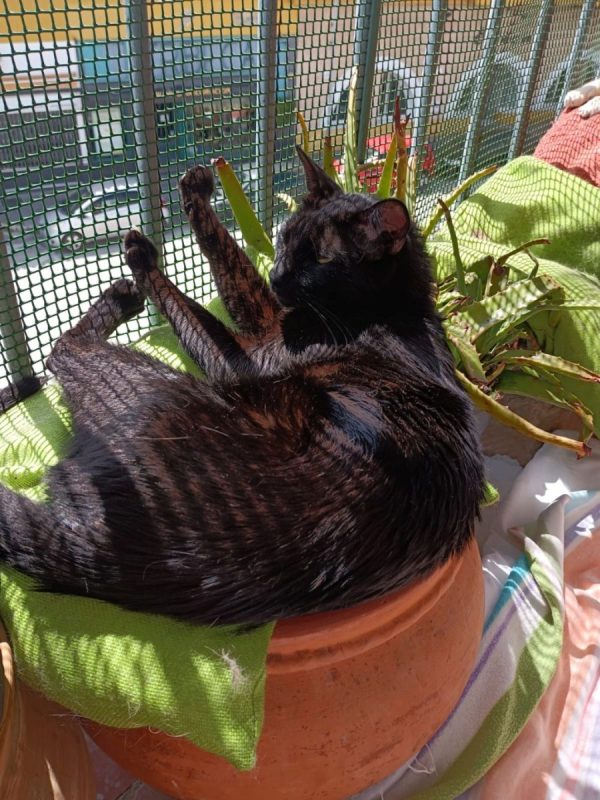 Stoker - Chat à adopter - photo 2