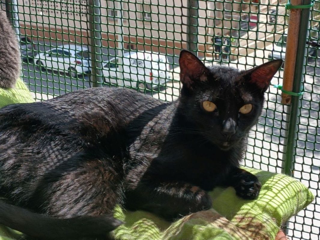 Stoker - Chat à adopter - photo 10