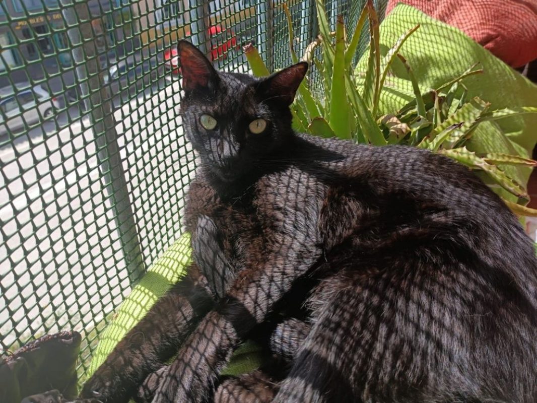 Stoker - Chat à adopter - photo 8