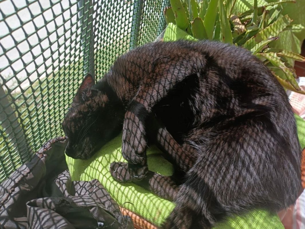 Stoker - Chat à adopter - photo 9