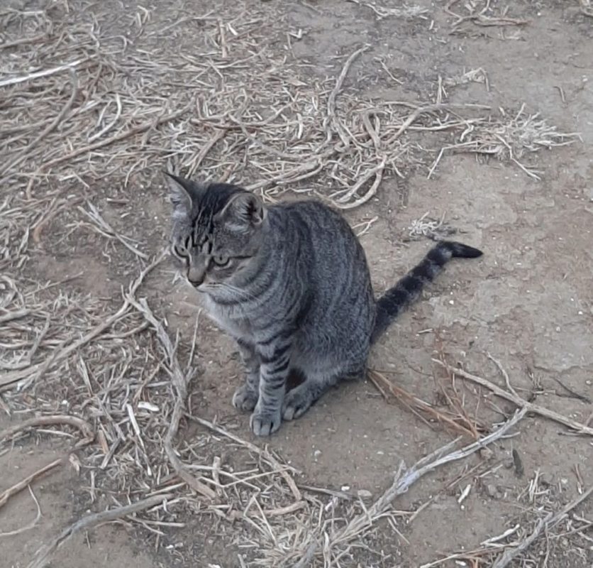 Tigre - Chat à adopter - photo 2