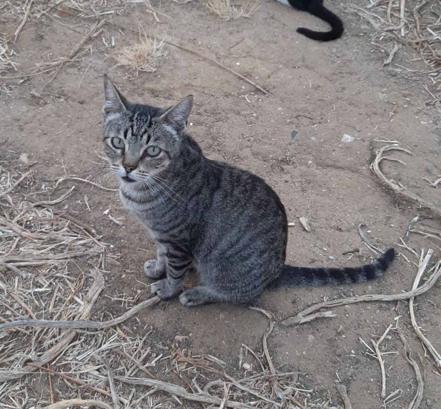 Tigre - Chat à adopter