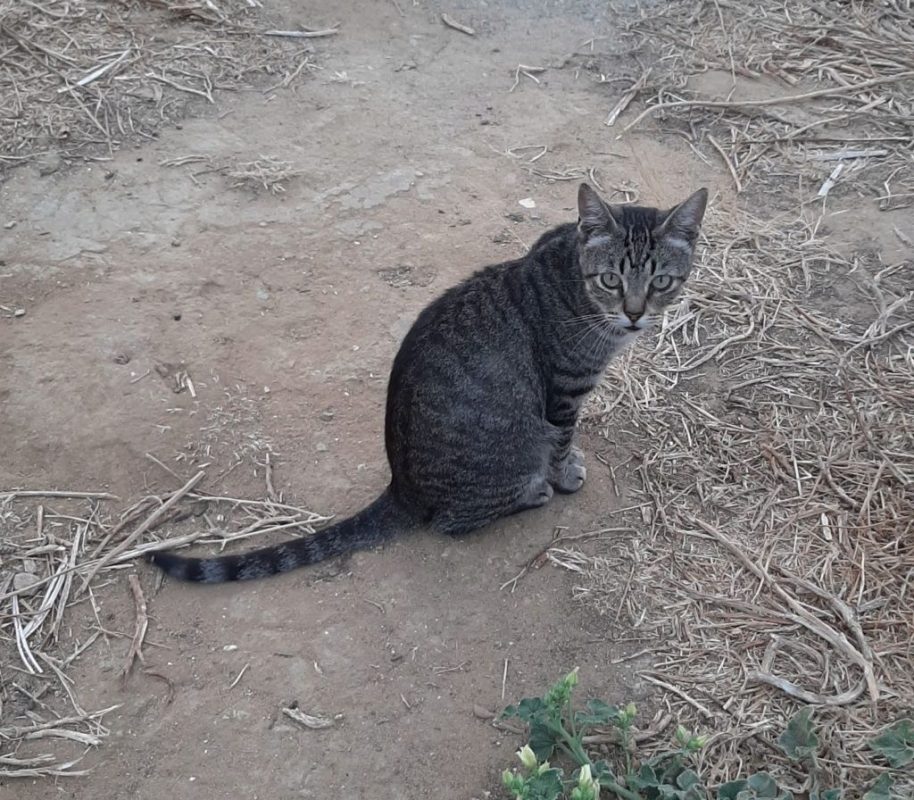 Tigre - Chat à adopter - photo 3