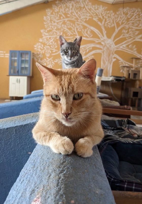 Garfield - Chat à adopter - photo 5
