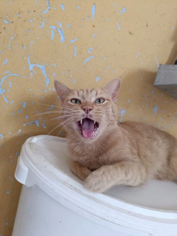 Garfield - Chat à adopter - photo 2