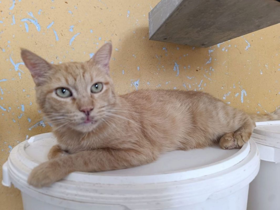 Garfield - Chat à adopter - photo 3