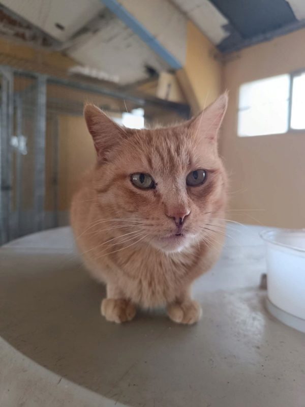 Garfield - Chat à adopter - photo 4
